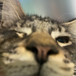 ͷ