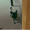 ͷ