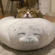 ͷ��