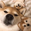ͷ