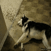 ͷ��