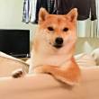 ͷ