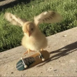 ͷ��