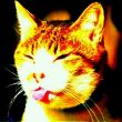 ͷ��