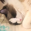 ͷ