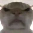 ͷ��
