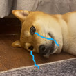 ͷ