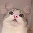 ͷ