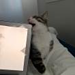ͷ