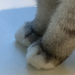ͷ