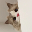 ͷ��