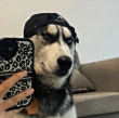 ͷ