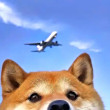 ͷ