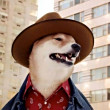ͷ