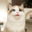 ͷ��