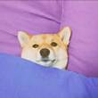ͷ