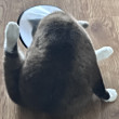 ͷ