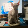 ͷ��