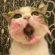 ͷ��