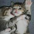 ͷ
