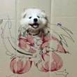 ͷ
