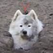 ͷ��