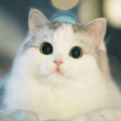 ͷ��