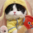 ͷ��