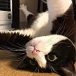 ͷ