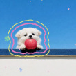ͷ��