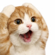 ͷ��