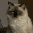 ͷ��