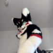 ͷ��