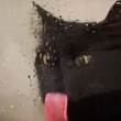 ͷ