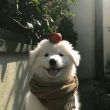 ͷ��