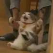 ͷ