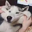 ͷ