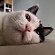 ͷ