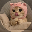 ͷ