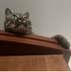 ͷ��
