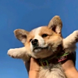 ͷ