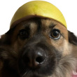 ͷ��