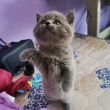 ͷ��