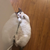 ͷ