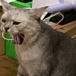 ͷ
