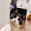 ͷ