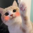 ͷ��