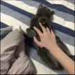 ͷ��