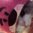 ͷ��