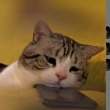 ͷ